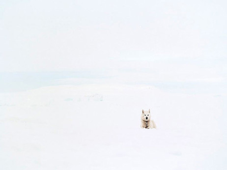 White Dog, A4, kuvan koko 18 x 24 cm