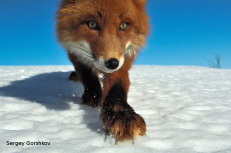 Fox_0093_Sergey Gorshkov