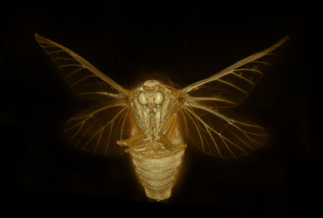 bucephala_02