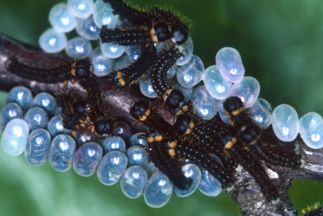 endromis_versicolora