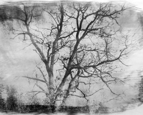 l'arbre